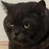 (分類:)位於 。 由 mycatx2 提交(商品編號 1462670658,圖片 1)。簡介: 。
