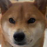 (分類:)位於 。 由 ffeeerd 提交(商品編號 1462815154,圖片 1)。簡介: 。