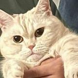 由 josette91 (刊登 ID 1468675357,圖片 1) 提交,位於 的 (類別:),說明:。