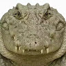 (分類:)位於 。 由 sssarw 提交(商品編號 1463026912,圖片 1)。簡介: 。