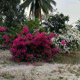 (Category: ) located in . Submitted by ifwan45 (Listing ID 1462962220, Image 1). Description: .