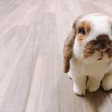 (分類:)位於 。 由 tranquil.bunny 提交(商品編號 1465594617,圖片 1)。簡介: 。
