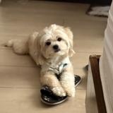 (Category: ) located in . Submitted by fameiax (Listing ID 1463457297, Image 1). Description: .