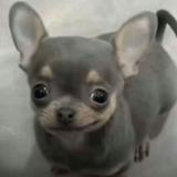 (Category: ) located in . Submitted by hyrii (Listing ID 1463257894, Image 1). Description: .