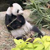 (Category: ) located in . Submitted by hungrypanda_24 (Listing ID 1463138506, Image 1). Description: .