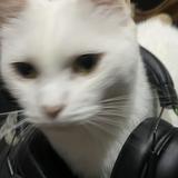 (Category: ) located in . Submitted by LyanKannan (Listing ID 1463217228, Image 1). Description: .