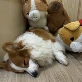 (分類:)位於 。 由 zarakei 提交(商品編號 1464806282,圖片 1)。簡介: 。