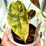 (Category: ) located in . Submitted by randomplantlab (Listing ID 1463514753, Image 1). Description: .