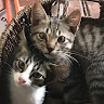 (Category: ) located in . Submitted by epicdog.6686bd (Listing ID 1463701367, Image 1). Description: .