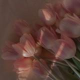 (Category: ) located in . Submitted by tvlips._ (Listing ID 1463626711, Image 1). Description: .
