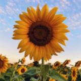 (Category: ) located in . Submitted by sunflowerwithruby (Listing ID 1463831147, Image 1). Description: .