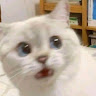 由 keenlion_0b20c0 (刊登 ID 1463854789,圖片 1) 提交,位於 的 (類別:),說明:。
