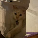 (Category: ) located in . Submitted by msnena03 (Listing ID 1463830764, Image 1). Description: .