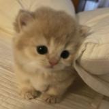 (分類:)位於 。 由 fishfish_v__v_ 提交(商品編號 1466564737,圖片 1)。簡介: 。