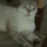 (Category: ) located in . Submitted by catio (Listing ID 1464221561, Image 1). Description: .