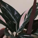 (分類:)位於 。 由 miruko021999 提交(商品編號 1464313748,圖片 1)。簡介: 。