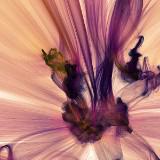(Category: ) located in . Submitted by srhshkri (Listing ID 1464405835, Image 1). Description: .