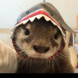 (Category: ) located in . Submitted by cleverrabbit_whale (Listing ID 1463226325, Image 1). Description: .