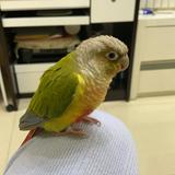 (分類:)位於 。 由 maggie927 提交(商品編號 1464711117,圖片 1)。簡介: 。