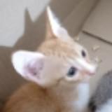 (Category: ) located in . Submitted by pjadg02 (Listing ID 1464697822, Image 1). Description: .