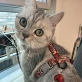 (分類:)位於 。 由 grandphoenix_00361e 提交(商品編號 1464765197,圖片 1)。簡介: 。