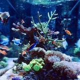 (Category: ) located in . Submitted by odigos (Listing ID 1464571891, Image 1). Description: .