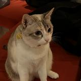 (Category: ) located in . Submitted by kktanigue (Listing ID 1464882999, Image 1). Description: .