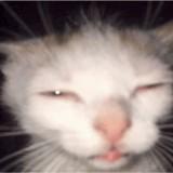 (Category: ) located in . Submitted by otsucurrydesu (Listing ID 1465886596, Image 1). Description: .