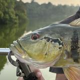 (Category: ) located in . Submitted by fishing_gooner (Listing ID 1464858650, Image 1). Description: .