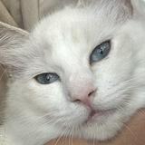 (分類:)位於 。 由 cheetos_mac 提交(商品編號 1465104746,圖片 1)。簡介: 。