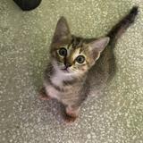 (Category: ) located in . Submitted by hnibnny (Listing ID 1467294223, Image 1). Description: .