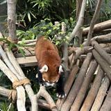 (分類:)位於 。 由 iiiuuu.lau 提交(商品編號 1465492777,圖片 1)。簡介: 。