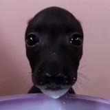 頭像