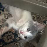 (Category: ) located in . Submitted by nurrnjwaa (Listing ID 1463175203, Image 1). Description: .