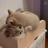 (分類:)位於 。 由 dse_study_1111127 提交(商品編號 1465741536,圖片 1)。簡介: 。