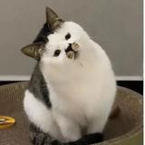(Category: ) located in . Submitted by eliseriogl89460 (Listing ID 1465665213, Image 1). Description: .