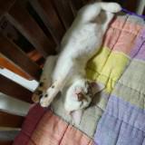 頭像