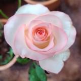 (分類:)位於 。 由 peace-12 提交(商品編號 1464857162,圖片 1)。簡介: 。