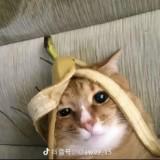 (分類:)位於 。 由 hdudhdhr7247335 提交(商品編號 1465900495,圖片 1)。簡介: 。