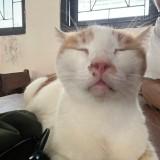 (Kategori: ) berada di . Dikirim oleh akirashige (ID iklan 1465772158, Gambar 1). Deskripsi: .