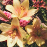 (Category: ) located in . Submitted by strrynr (Listing ID 1465900980, Image 1). Description: .