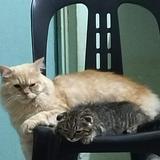 (Category: ) located in . Submitted by lesley998 (Listing ID 1465463355, Image 1). Description: .