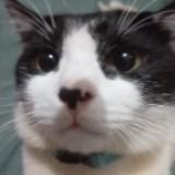 (Category: ) located in . Submitted by hazyellowie (Listing ID 1466072137, Image 1). Description: .