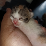 (Category: ) located in . Submitted by marwah26 (Listing ID 1466226483, Image 1). Description: .