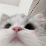 (分類:)位於 。 由 _.y1ung 提交(商品編號 1466889987,圖片 1)。簡介: 。