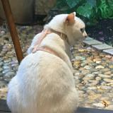 (Category: ) located in . Submitted by littlelittledogbear (Listing ID 1466318008, Image 1). Description: .
