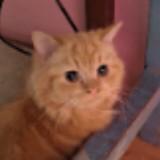 (Category: ) located in . Submitted by cutesypatootie (Listing ID 1456963205, Image 1). Description: .