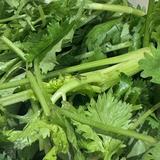 (分類:)位於 。 由 triplecilantro 提交(商品編號 1466435193,圖片 1)。簡介: 。