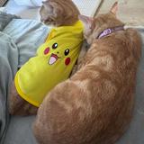 (Category: ) located in . Submitted by brian_chu (Listing ID 1466719814, Image 1). Description: .