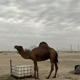 (Category: ) located in . Submitted by danish_jikal00 (Listing ID 1466209930, Image 1). Description: .